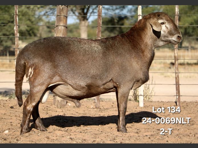 24-0069NLT | LEKWATER MEATMASTER STUD