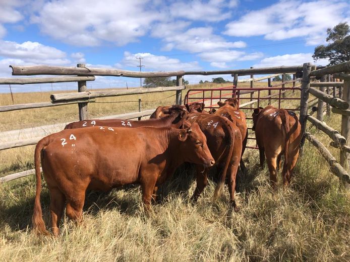 6 RED HEIFERS