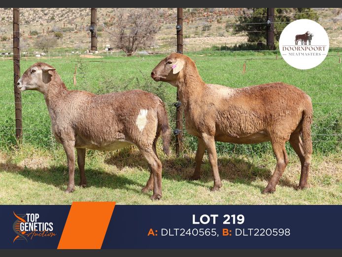 Ewes | DIRK LOTTER
