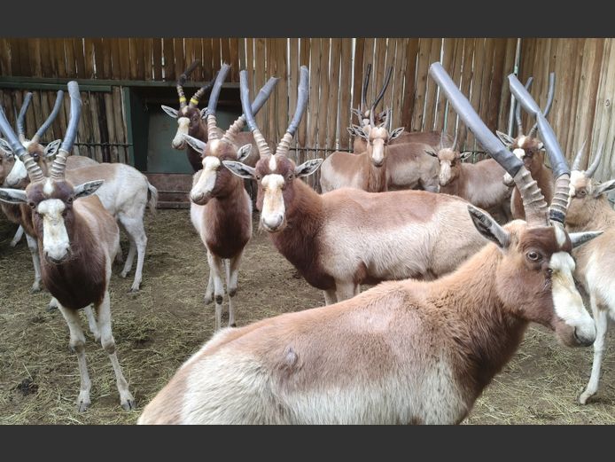 Blesbok Geel | Frikkie  