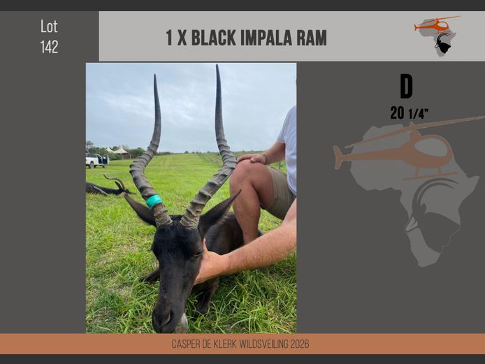 Black Impala (20 1/4")