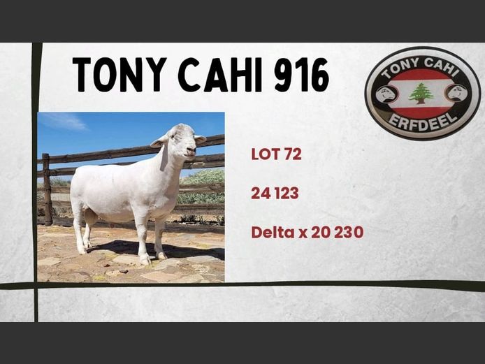 916 24 0123W | Tony Cahi Witdorpers