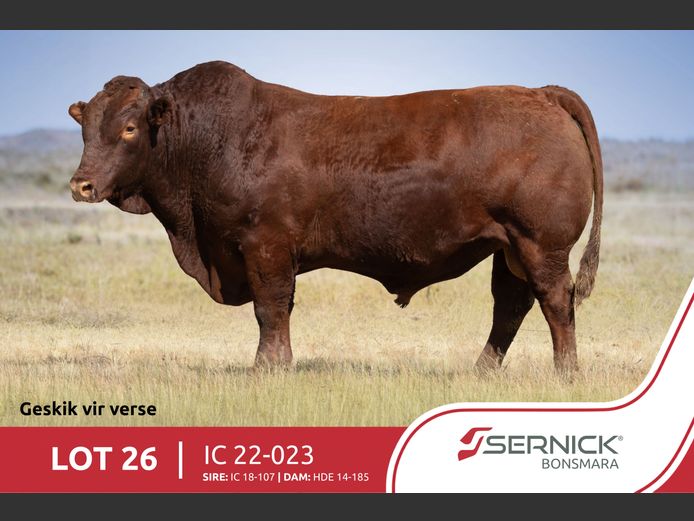 IC 220023 | SERNICK BONSMARA STOET