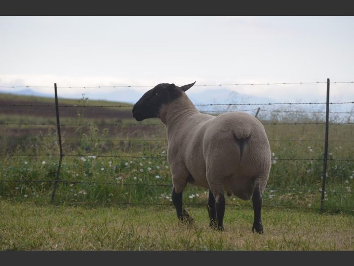 301 240210 | TWEESEUNS