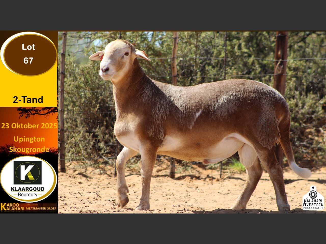Lot 67 | KALAHARI KAROO MEATMASTER GROEP 38STE VEILING | SwiftVEE ...