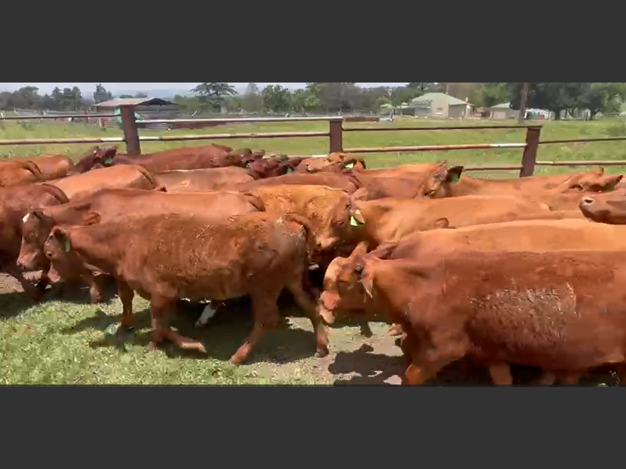 Lot 1 | FICKSBURG KERSIEVEILING | SwiftVEE | Livestock & Cattle Webcast ...