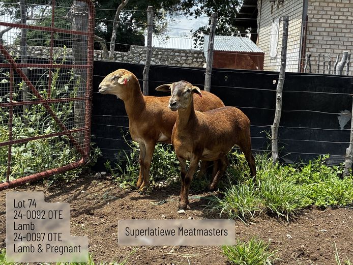 24-0092 OTE | 24-0097 OTE | SUPERLATIEWE MEATMASTERS