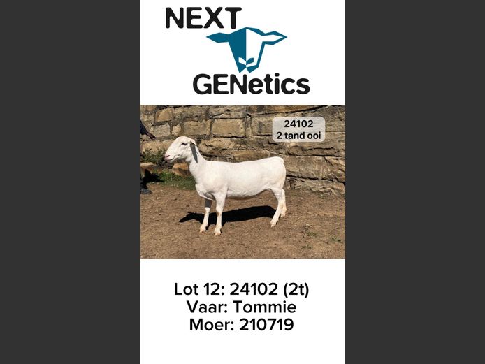 24102 | NEXT GENETICS