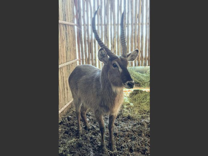 Waterbok Bul