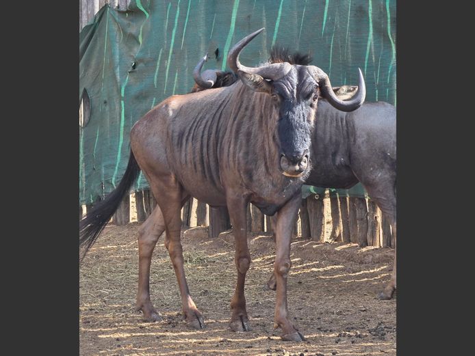 BLOUWILDEBEES | LEWIS FAMILY TRUST