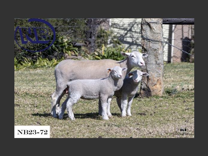 NB230072 | NOVA BARLETTA BOERDERY