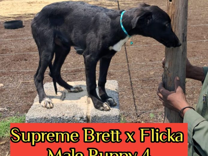 Black Male Puppy 4 - Supreme Brett x Flicka Puppy