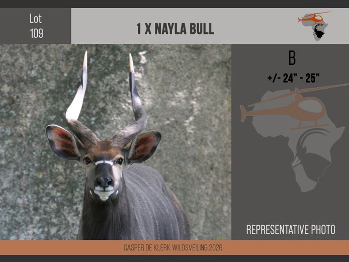 Nyala (+- 24" - 25")