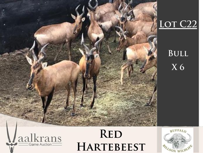 Hartebeest Bulls