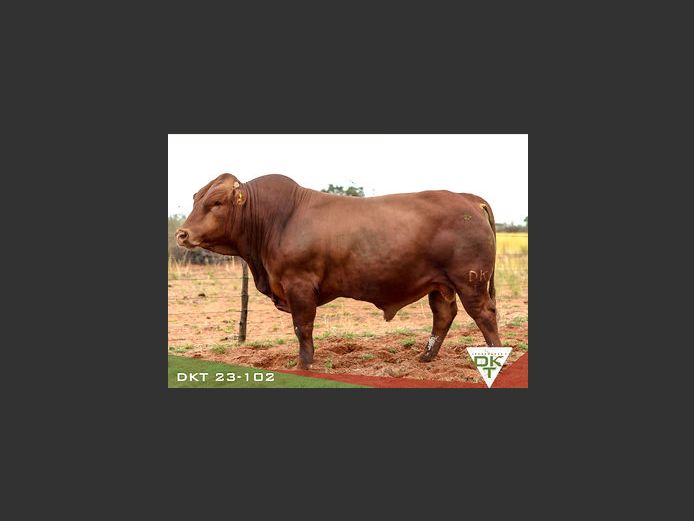 DKT 230102 | DKT BONSMARA