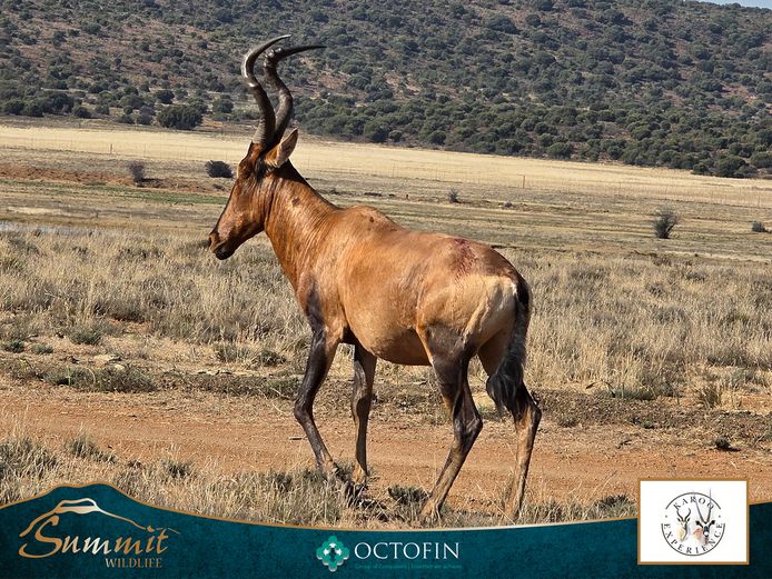 25 4/8" RED HARTEBEEST BULL