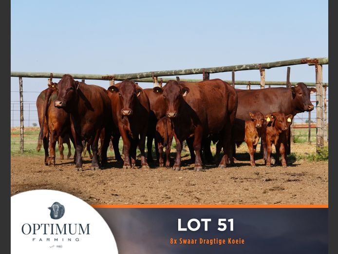 Commercial Animals | OPTIMUM FARMING M WIPPLINGER