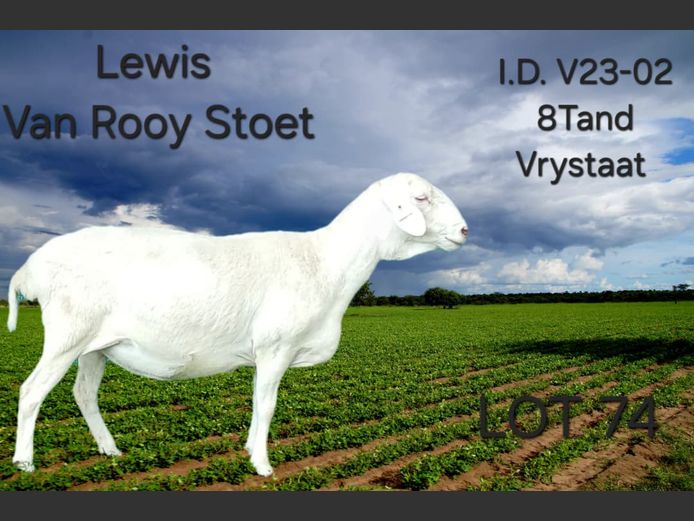 V23-02 | LEWIS VAN ROOY STUD