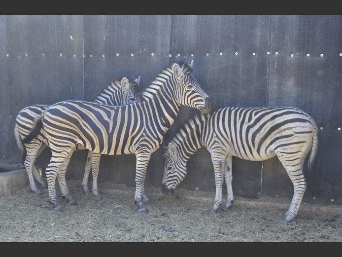 Zebra | Matlabas Wild