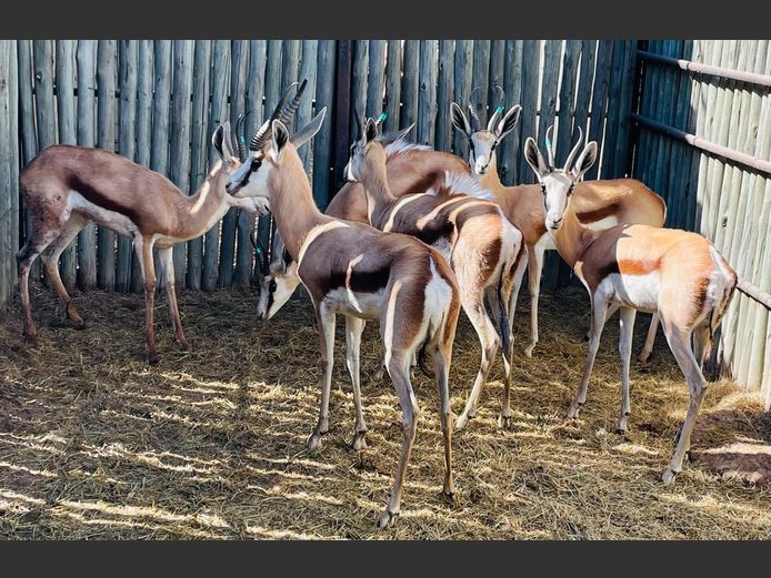 Kalahari Springbokke