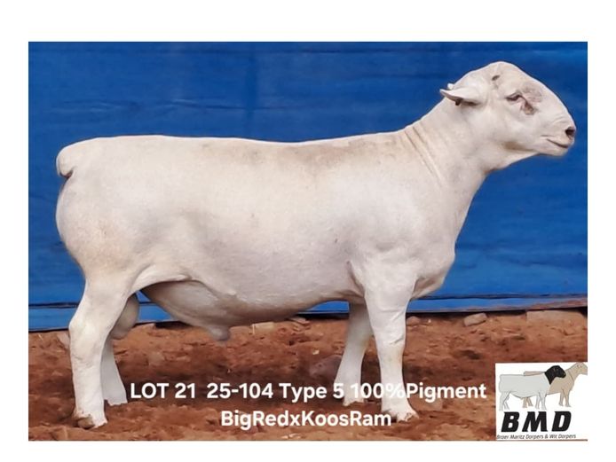 25-104 | BROER MARITZ DORPERS