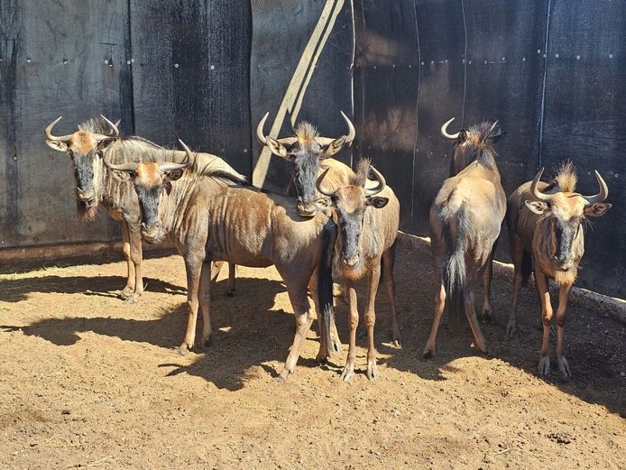 BLUE WILDEBEEST | BIG HORN