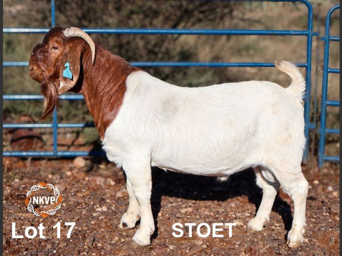 1093240097 | DK BOERDERY