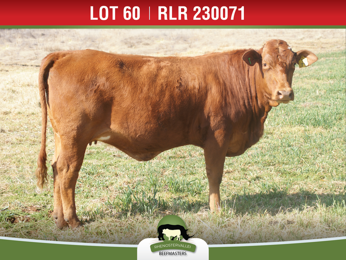 RLR 230071 | J.H. MEYER