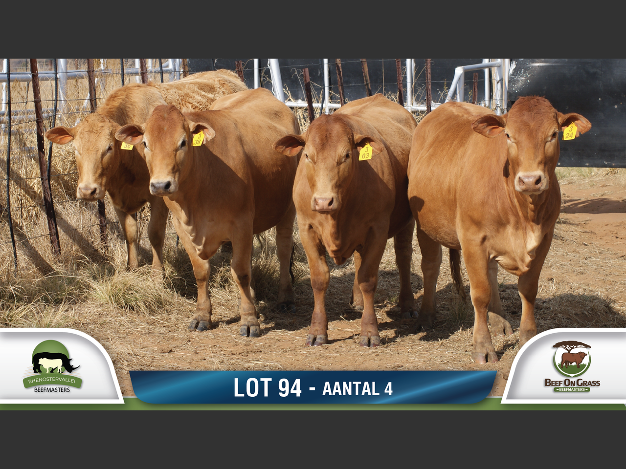 Lot 94 | RHENOSTERVALLEI & BEEF ON GRASS BEEFMASTERS 11DE ...