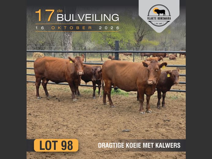 Commercial Animals | Retnev Bonsmara Boerdery