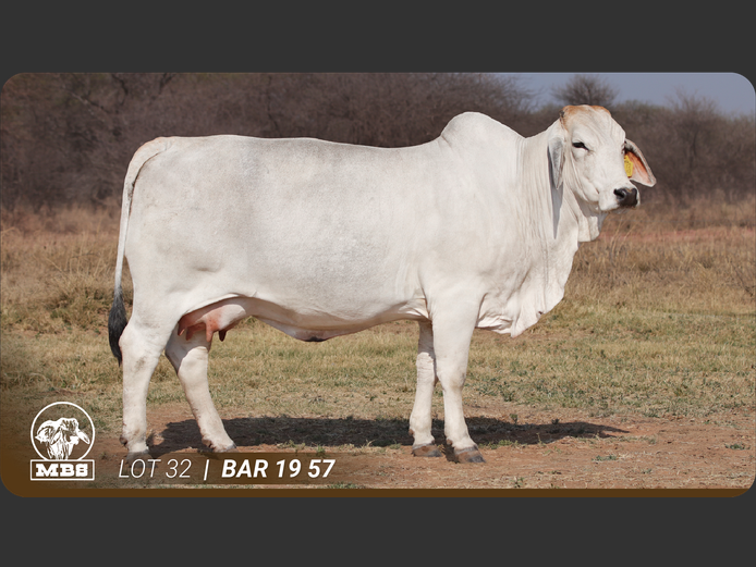 BAR1957 | MBS BRAHMANE