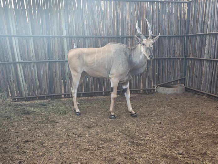 ELAND | HANLEY