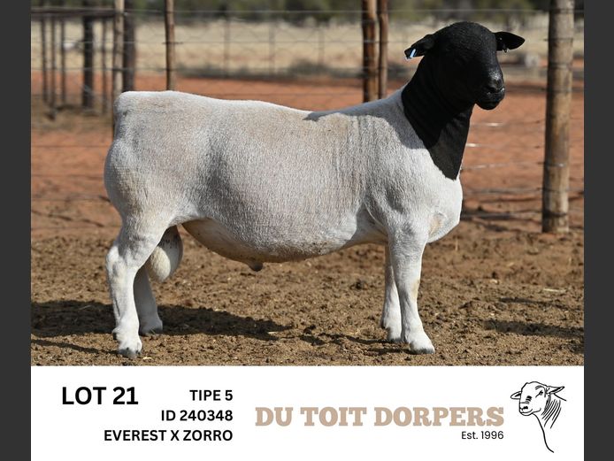 240348  | DU TOIT DORPERS