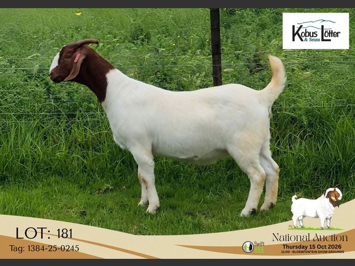 1384-25-0245 | Doornpoort Boerbokke
