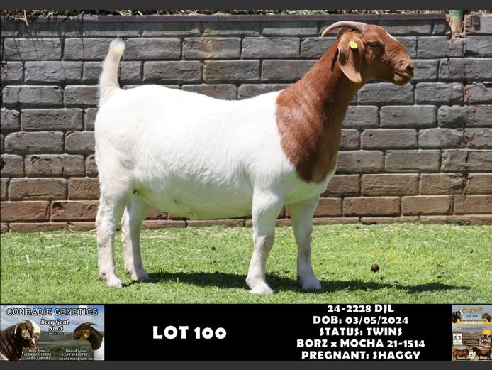 24-2228 DJL | DIRK LOUW