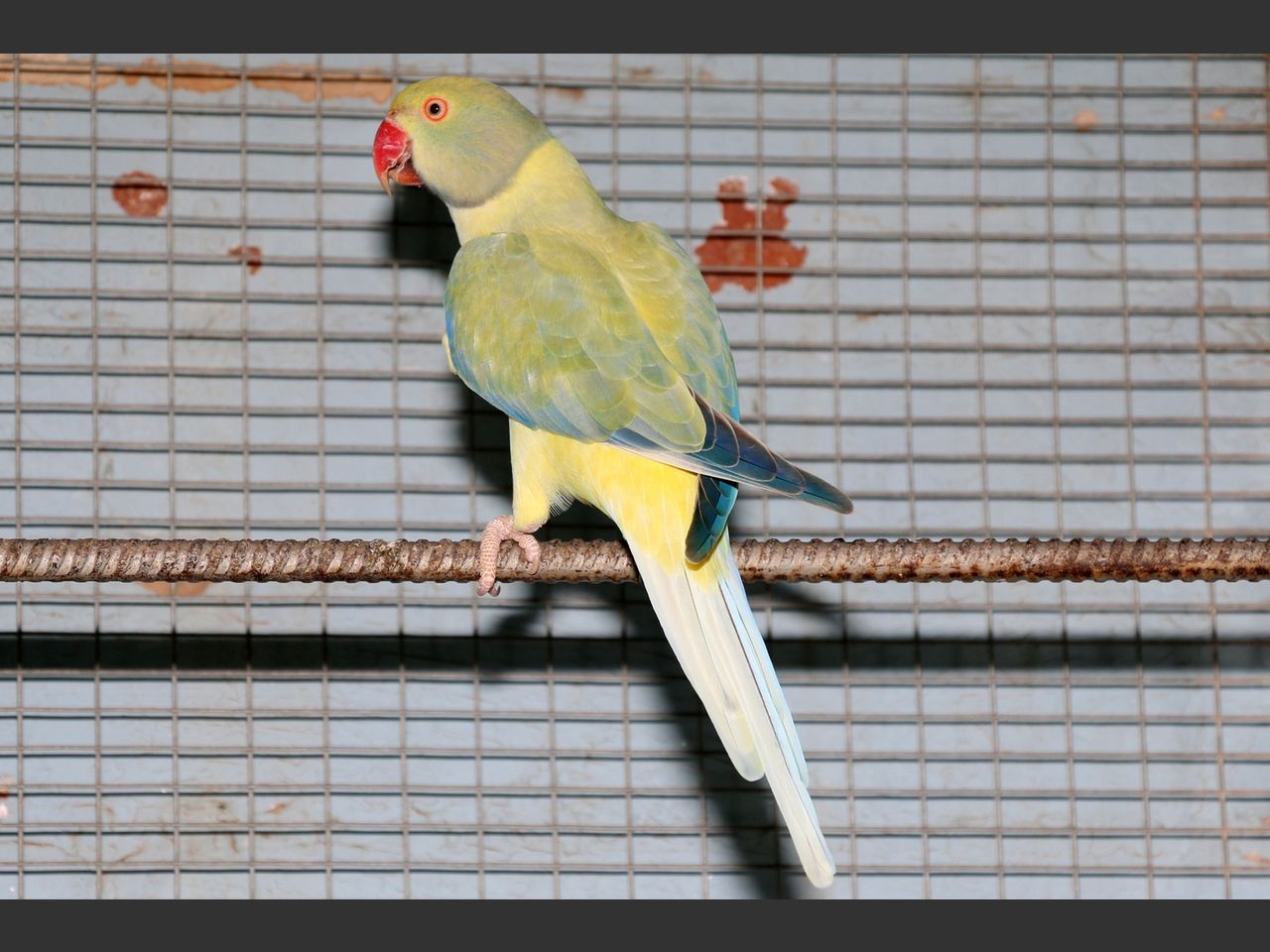 images