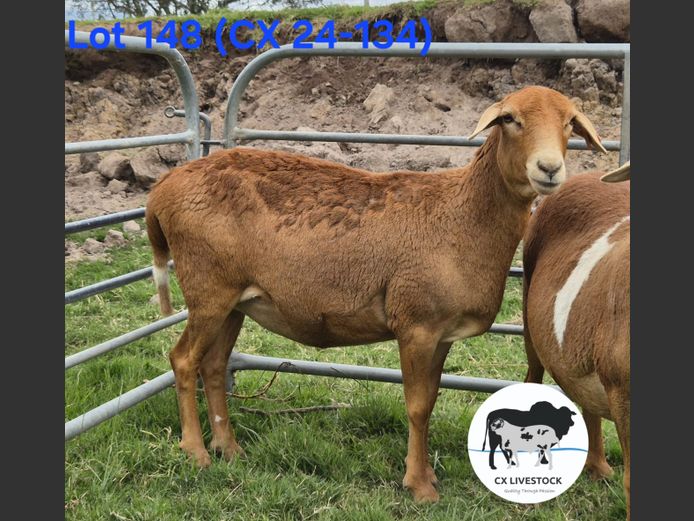 CX24.134 | CX LIVESTOCK