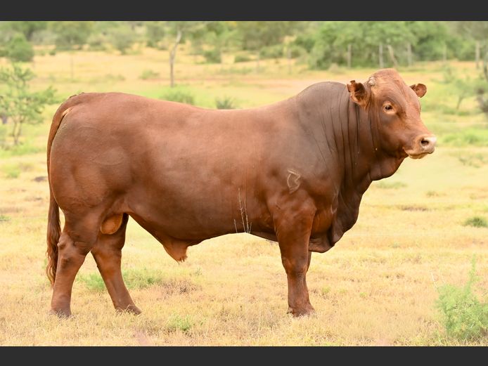 JOY 240094 | FETTING LIVESTOCK TRUST