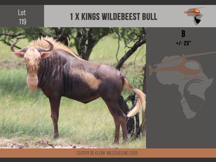 King Wildebeest (+- 23")