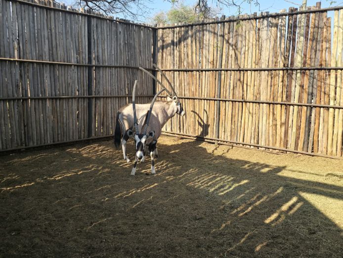 GEMSBOK | HANLEY 1