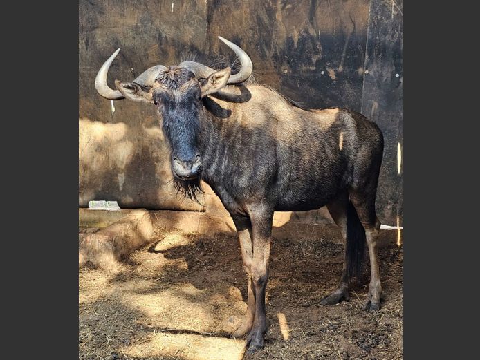 BLUE WILDEBEEST | SAVANNAH