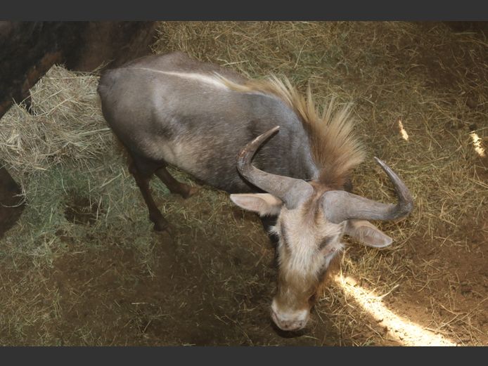 Konings Wildebees