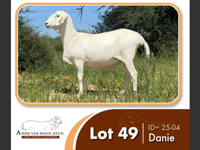 25-04 | ANNE VAN ROOY STUD