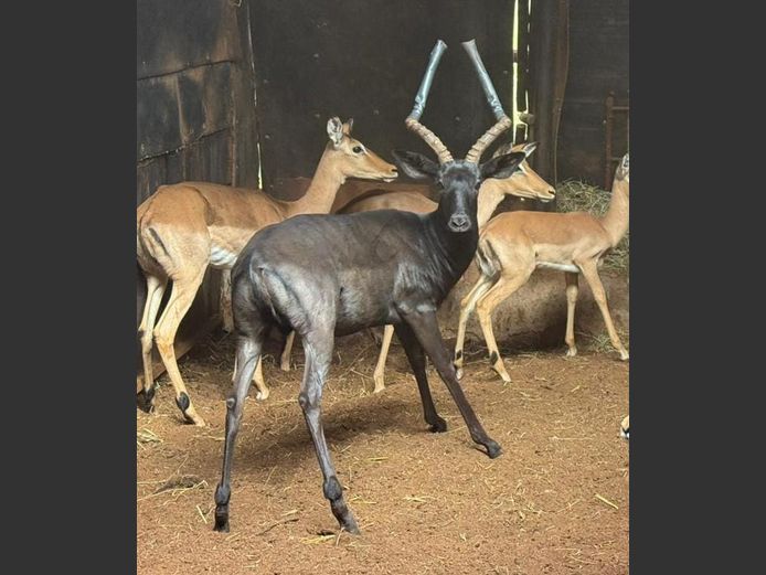 BLACK IMPALA | BIG HORN