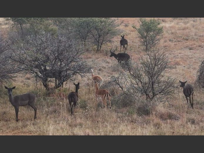 Swart Rooibok Knypkop Ramme