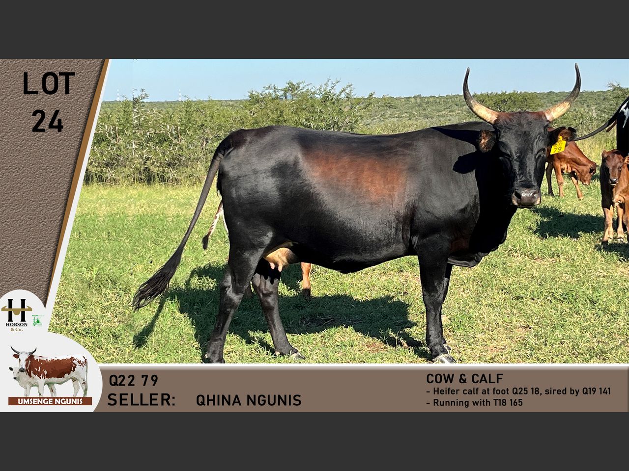 Lot 24 | UMSENGE NGUNI'S 25TH BULL & PRODUCTION SALE | SwiftVEE | South ...