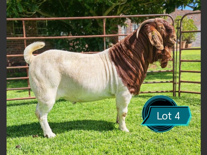 762241358 | Lukas Burger Boerbokstoet