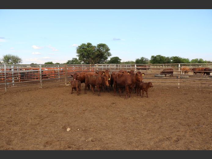 Commercial Animals | H du Preez