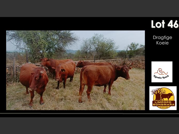 Commercial Animals | Ngombe Bonsmaras