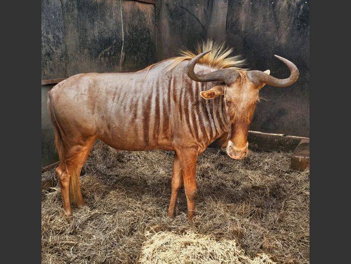 GOLDEN WILDEBEEST 27 3/8" | ZONNEBLOEM BDRY